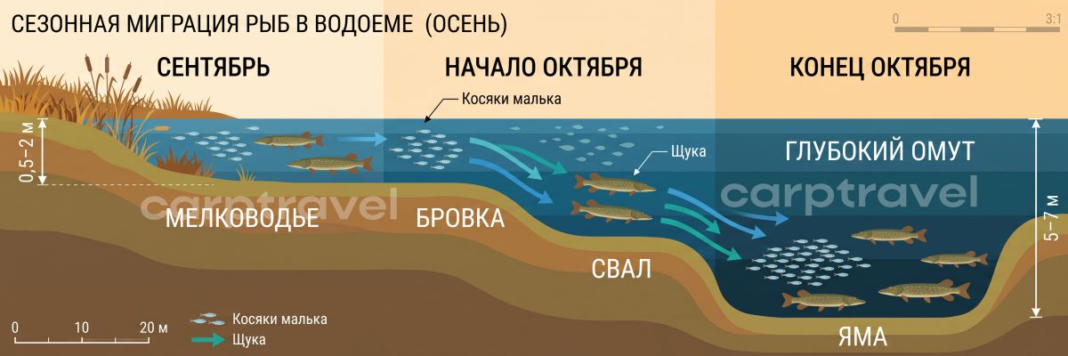 Как щука в октябре смещается с травы на бровки и в ямы вслед за мальком