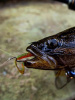 Крючок офсетный  Рыболовная империя Fish_Emp OFFSET Size 6 Никель 5шт